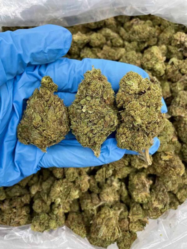 Cannabis
