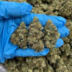 BLUEBERRY COMET - Monsieur Cannabisbien shop