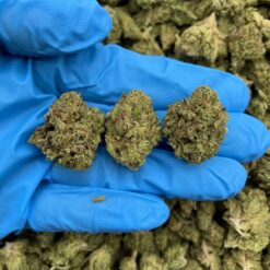 CITRUS BLISS - Monsieur Cannabisbien shop
