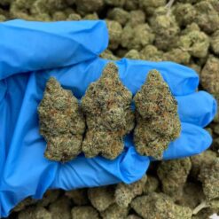 GRAPE THUNDER - Monsieur Cannabisbien shop