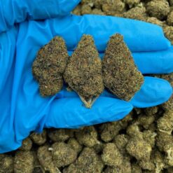 GRAPE ZKITTLES - Monsieur Cannabisbien shop