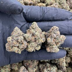 HONEY DRIZZLE HAZE - Monsieur Cannabisbien shop