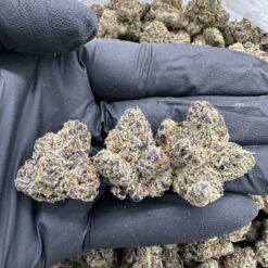 LEMON CHERRY GELATO - Monsieur Cannabisbien shop