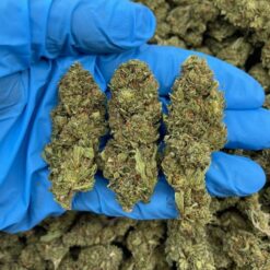 LEMON TROPICAL SKY - Monsieur Cannabisbien shop
