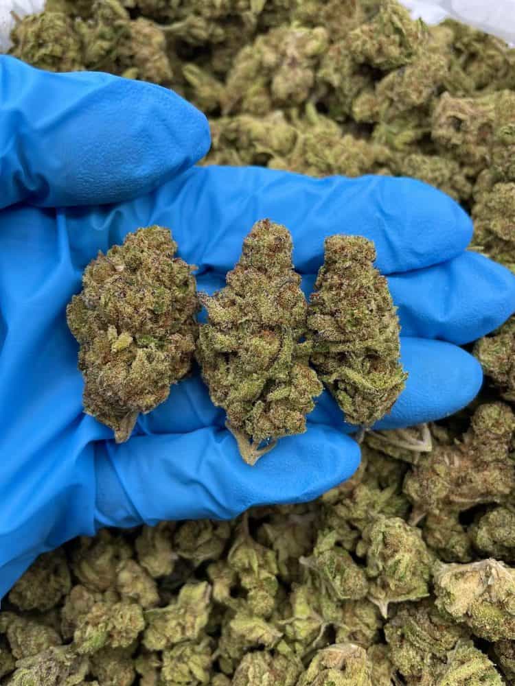 MILKY WAY MYSTERY - Monsieur Cannabisbien shop