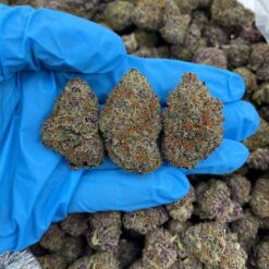 PURPLE GOTTI - Monsieur Cannabisbien shop