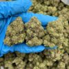 SOUR APPLE BON BON - Monsieur Cannabisbien shop
