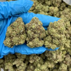 SOUR APPLE BON BON - Monsieur Cannabisbien shop