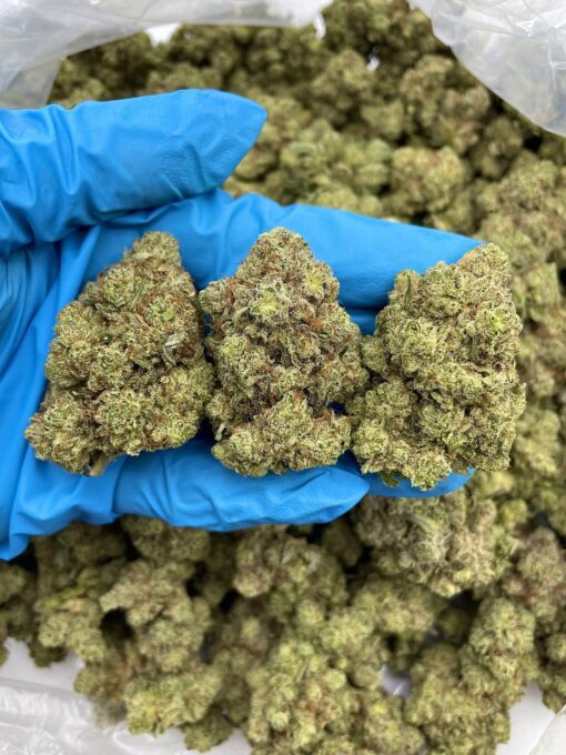 SOUR APPLE BON BON - Monsieur Cannabisbien shop