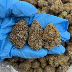SOUR APPLE SNAP - Monsieur Cannabisbien shop