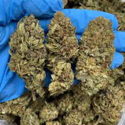 TANGERINE BUBBA - Monsieur Cannabisbien shop