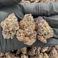 TROPICAL FUSION - Monsieur Cannabisbien shop
