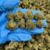 ZOMBIE KUSH - Monsieur Cannabisbien shop
